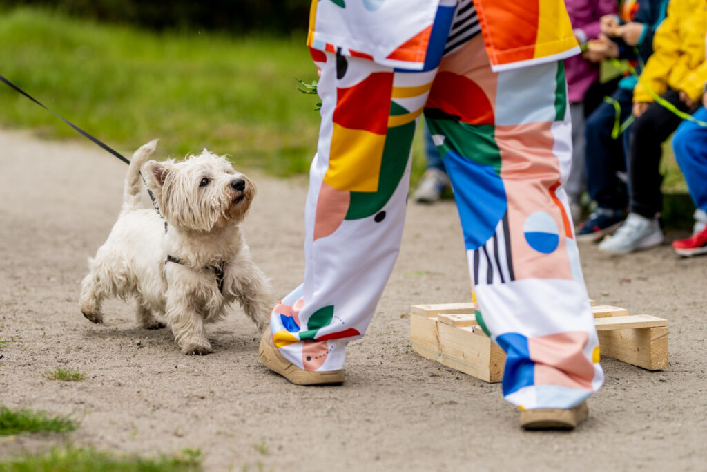 Biały kudłaty piesek zbliża się do osoby w kolorowym kostiumie. W tle na ławce siedzą dzieci.